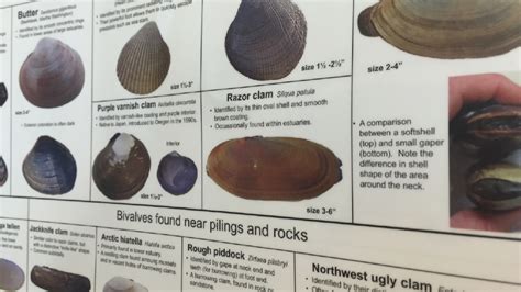 CLAMMING (MUSSEL) REGULATIONS